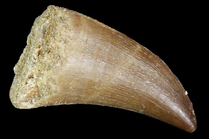 Mosasaur (Prognathodon) Tooth - Morocco #101010